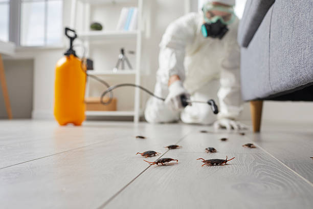 Post-Treatment Bed Bug Interceptor Monitoring in Babbitt